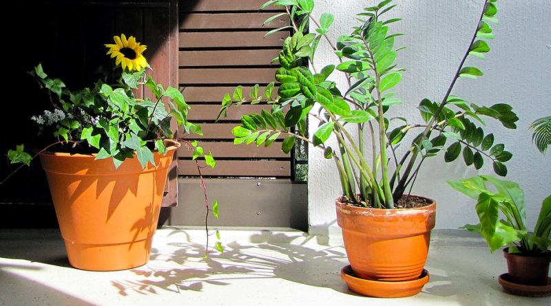 Zamioculcas