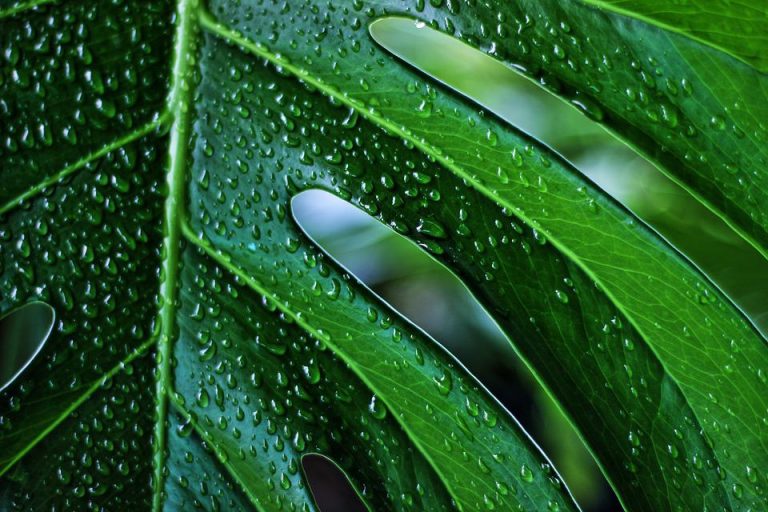 Když je monstera nespokojená, aneb co prozrazují její listy