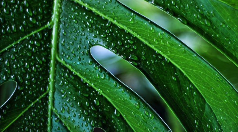 Když je monstera nespokojená, aneb co prozrazují její listy