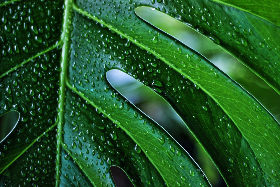 Když je monstera nespokojená, aneb co prozrazují její listy